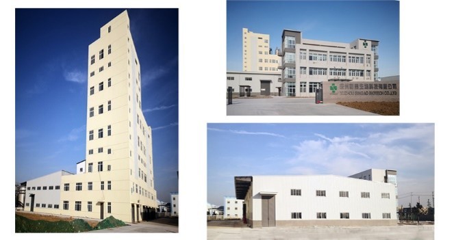 Singao (Xiamen) Agribusiness Development Co., Ltd. lini produksi pabrik